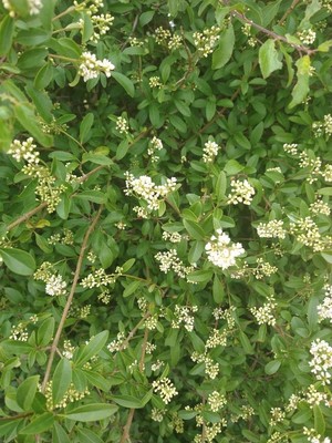 photo of Wild Privet