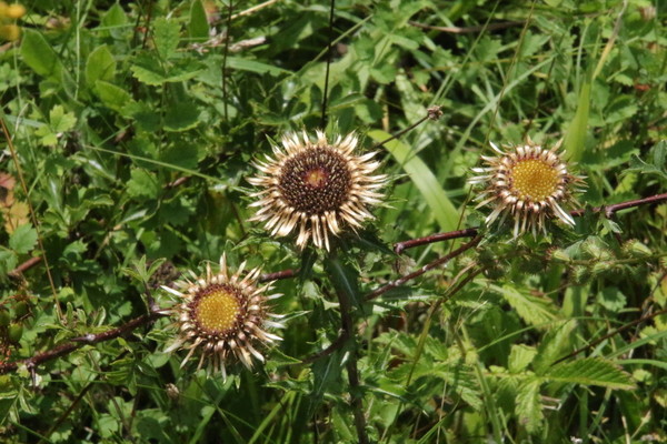 photo of Carline Thistle