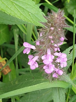 photo of Marsh Woundwort