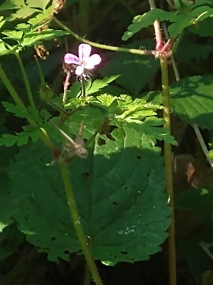 photo of Herb Robert
