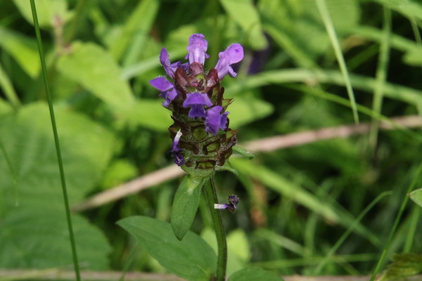 photo of Selfheal