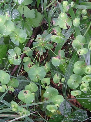 photo of Wood Spurge