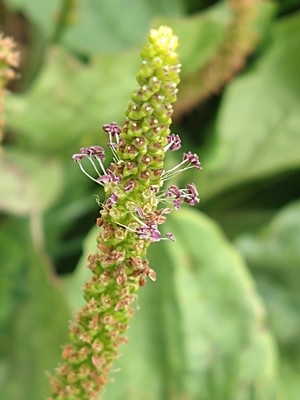 photo of Greater Plantain