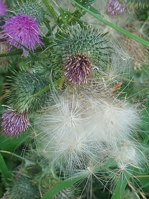 photo of Spear Thistle