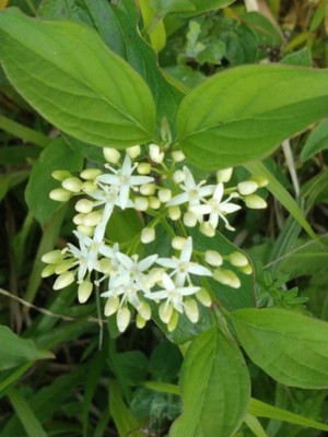 photo of Dogwood