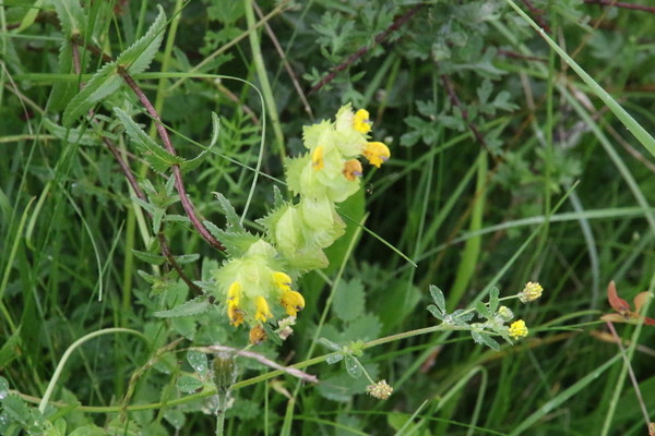 photo of Yellow Rattle
