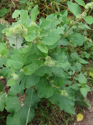 photo of Lesser Burdock