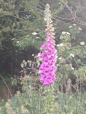 photo of Foxglove
