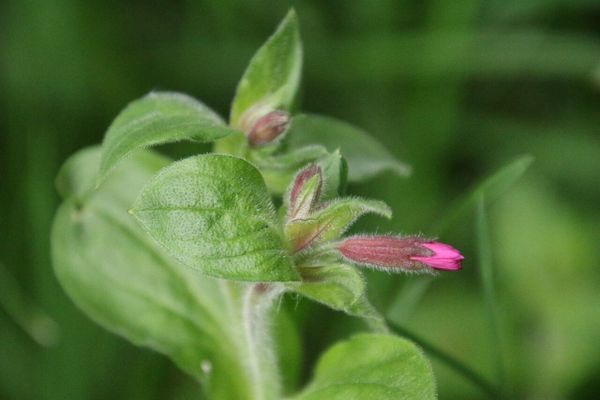 photo of Red Campion