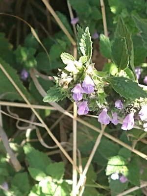 photo of Black Horehound