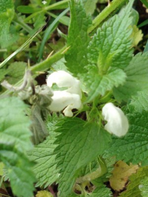 photo of White Dead Nettle