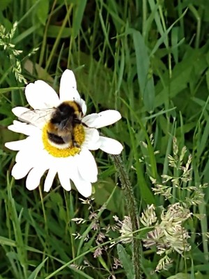 photo of Oxeye Daisy