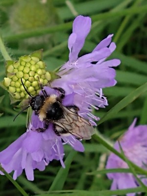 photo of Field Scabious