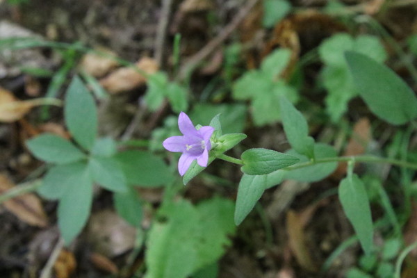 photo of Nettle Leaved Bellflower