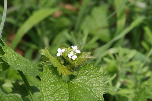 photo of Garlic Mustard