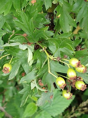 photo of Hawthorn