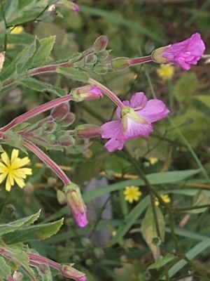 photo of Great Willowherb