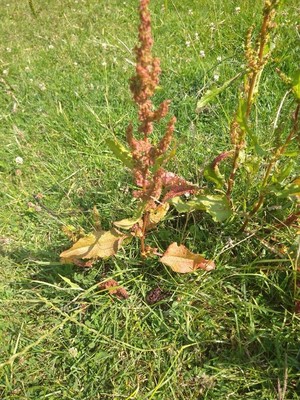 photo of Curled Dock