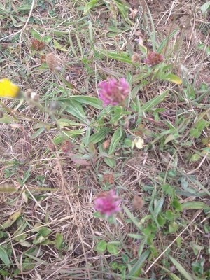 photo of Red Clover