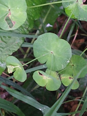 photo of Wood Spurge
