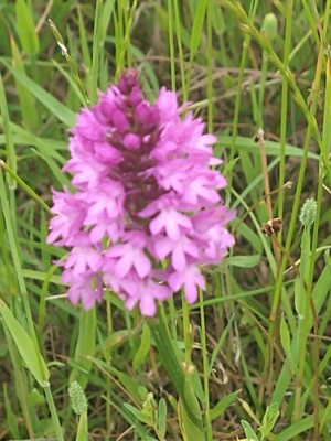 photo of Pyramidal Orchid