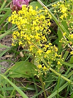 photo of Lady's Bedstraw