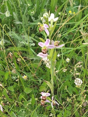 photo of Bee Orchid