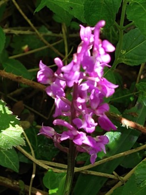 photo of Early Purple Orchid