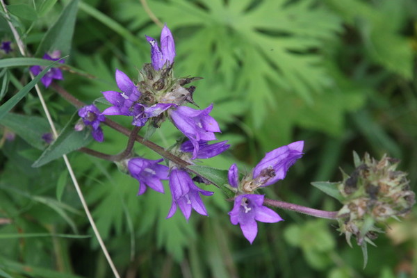 photo of Clustered Bellfower