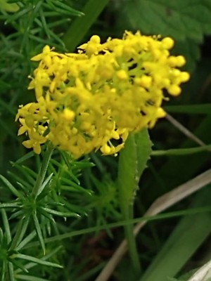 photo of Lady's Bedstraw