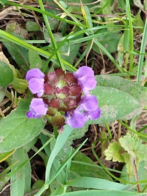 photo of Selfheal