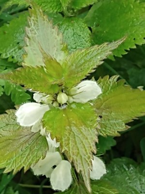 photo of White Dead Nettle