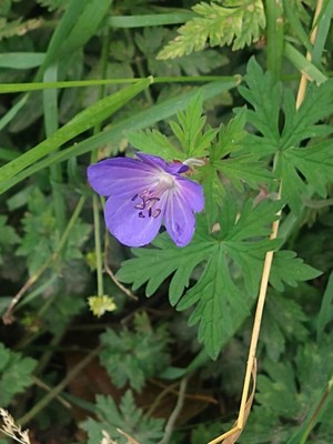 photo of Meadow Crane's Bill