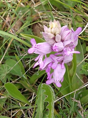 photo of Military Orchid