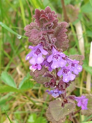 photo of Ground Ivy