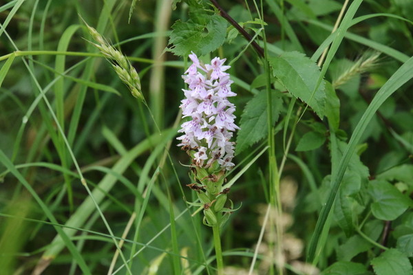 photo of Common Spotted Orchid