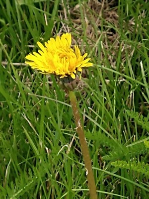 photo of Dandelion