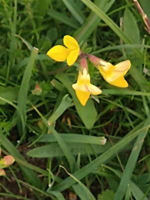 photo of Bird's Foot Trefoil