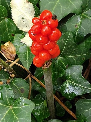 photo of Italian Arum