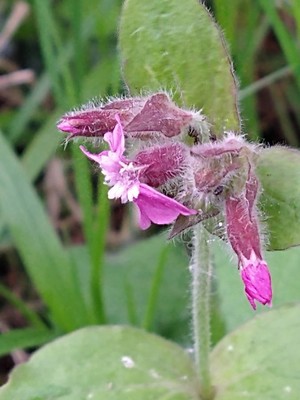 photo of Red Campion