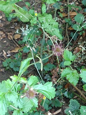 photo of Wood Avens