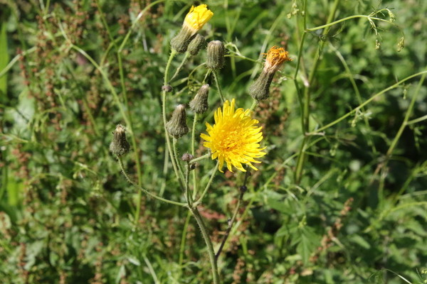 photo of Perennial Sow Thistle