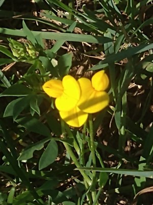 photo of Bird's Foot Trefoil