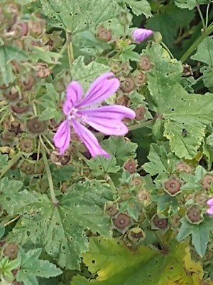 photo of Common Mallow