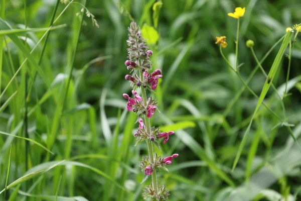 photo of Hedge Woundwort