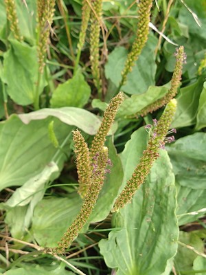 photo of Greater Plantain