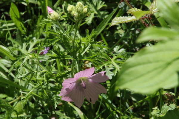 photo of Musk Mallow