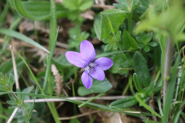 photo of Common Dog Violet