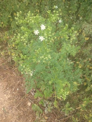 photo of Hemlock