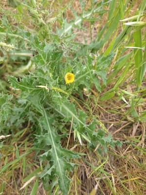photo of Prickly Sow Thistle